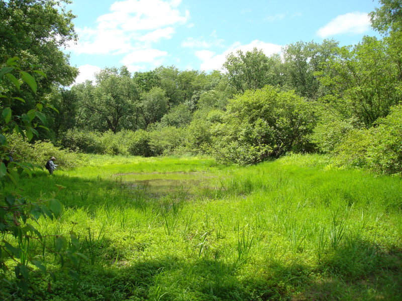 Rice Cutgrass - Bulrush Vernal Pool, Source: PNHP Rice Cutgrass - Bulrush Vernal Pool